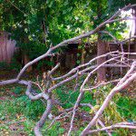 Tree that Tackled Me