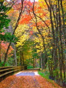FallColorsNewEngland2009