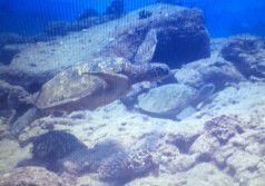 Sea_Turtles_Scuba_Diving_in_Kauai_Heidi_Siefkas