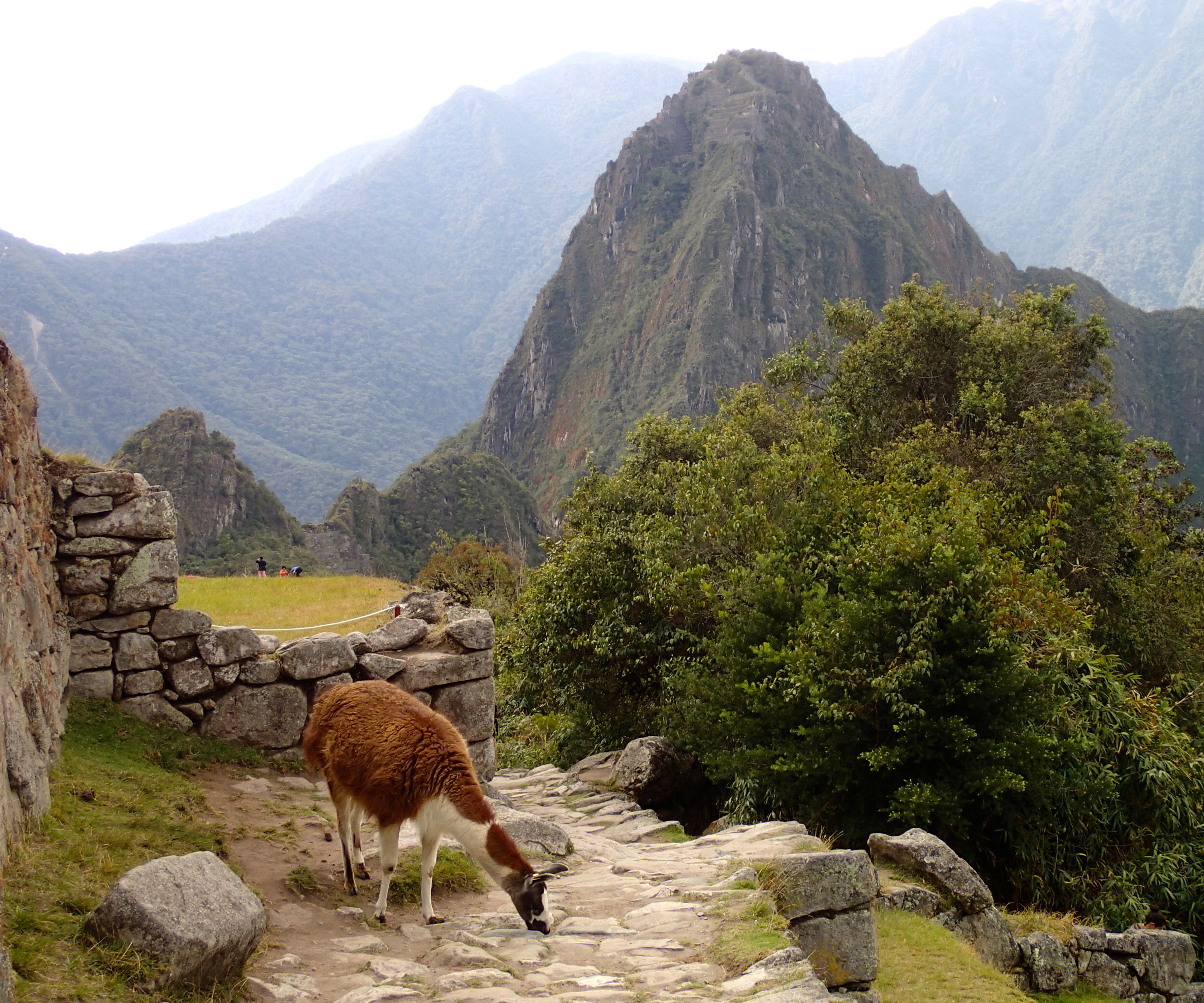 Alpaca_on_Sun_Gate_Trail_Machu_Picchu_Peru