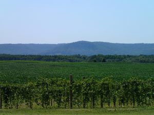Wine_and_Cheesehead_Wisconsin_Wines