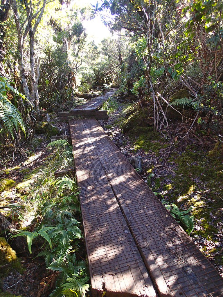 Stairs_and_Boardwalk_Along_Alakai_Swamp_Trail_Kauai_Hiking