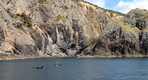 Two_Orcas_Spotted_Bay_of_Islands_New_Zealand