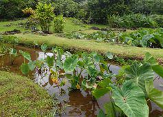 Taro_Plants_in_Loi_at_Limahuli_Gardens_Hanalei_Kauai_by_Heidi_Siefkas