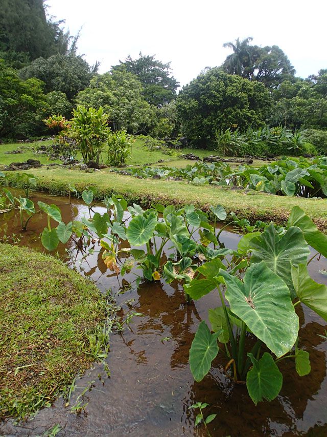 Taro_Plants_in_Loi_at_Limahuli_Gardens_Hanalei_Kauai_by_Heidi_Siefkas