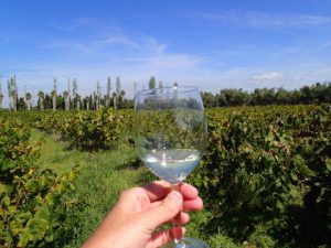 Foloi_Dry_White_Wine_from_Mercouri_Estate_Winery_Katakolon_Greece