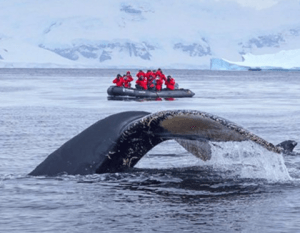 Antarctica_Whale_Watching_Adventure