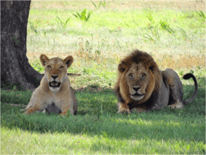 Tanzania_Africa_Lions_Ms_Traveling_Pants