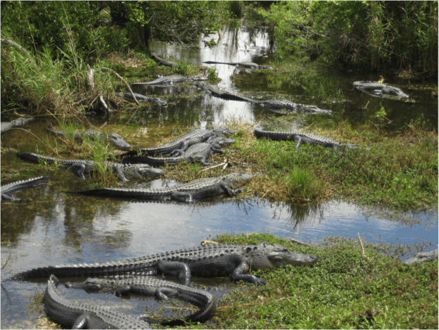 Alligators_in_Florida