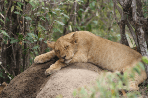 Kenya_Wildlife_Image